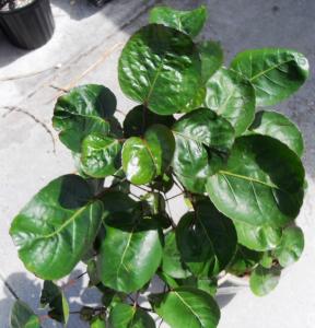 Caudex shrub 02 3-15-12.JPG